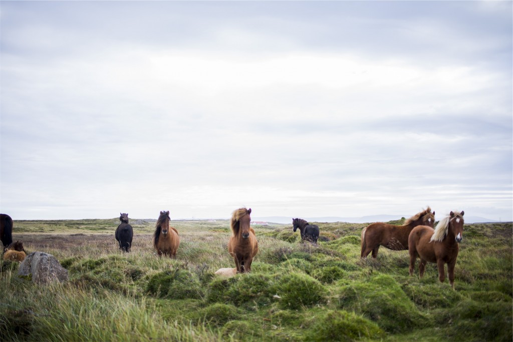 Let's pursue an ideology the way horses run after things.