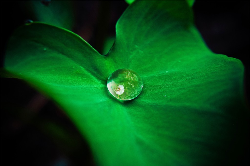 What I love about this picture is you think it's just a drop on a leaf but it's NOT! Kinda like how if you look closer you see things are between God and us.