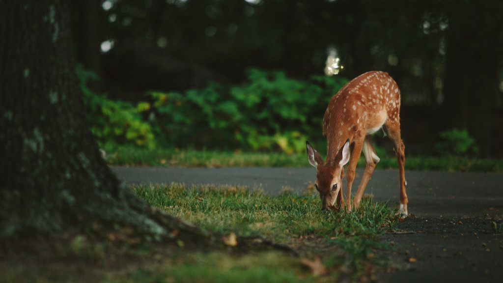 Sometimes I feel like a sensitive baby deer. But that's a good thing.