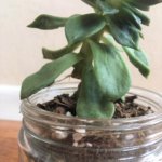 The Tao of the Succulent
