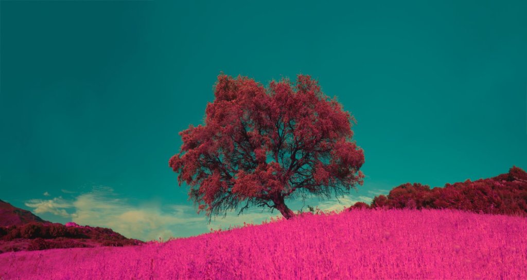 pink field on spiritual blog