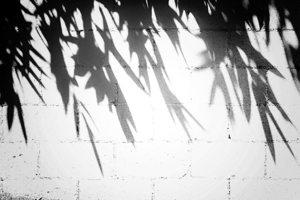 leaf shadows