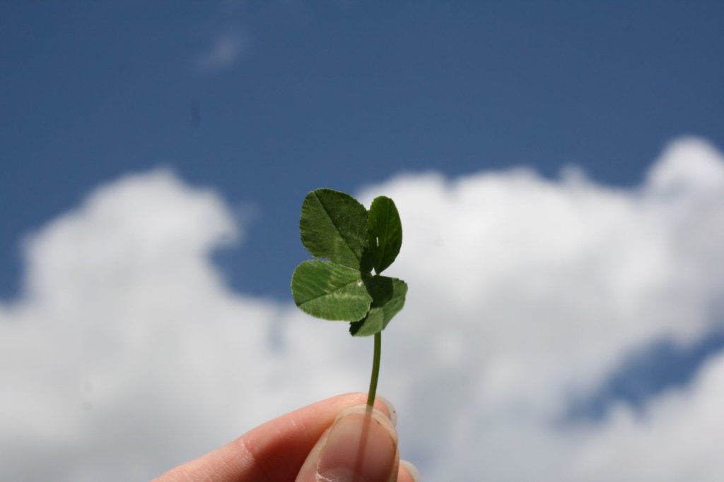 four-leaf clover