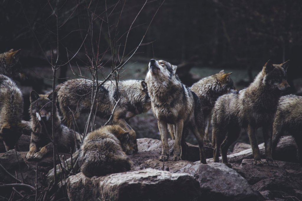 wolf pack