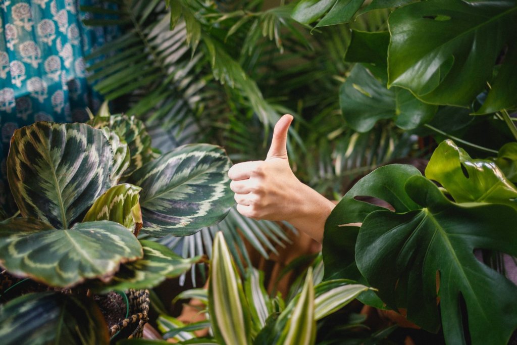 thumbs up in plants