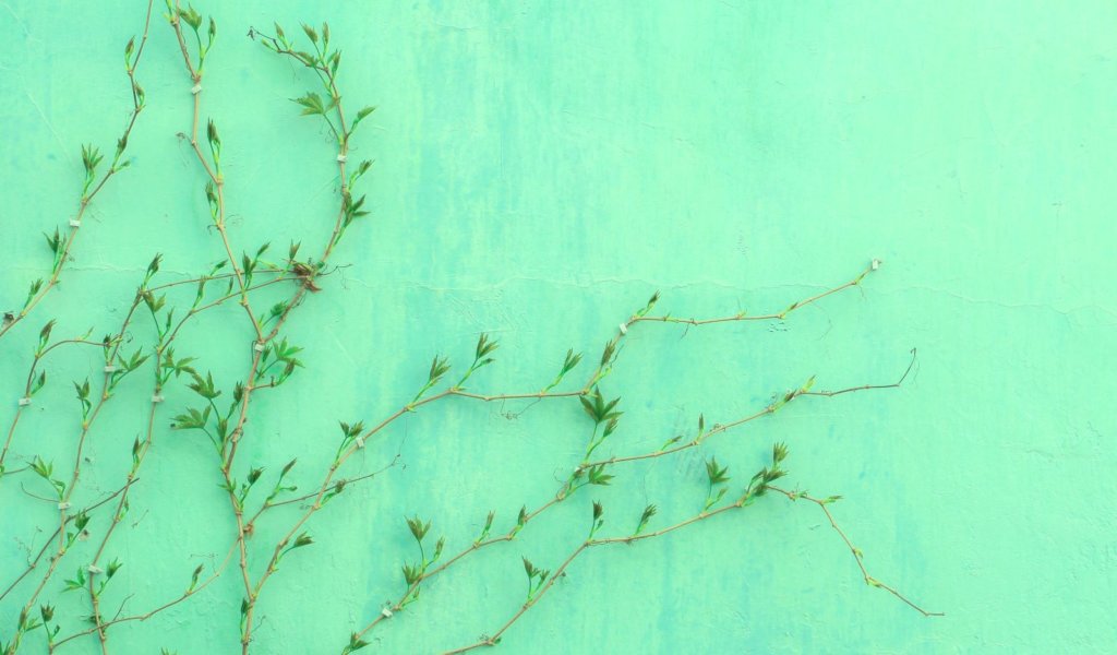 Vine and green wall