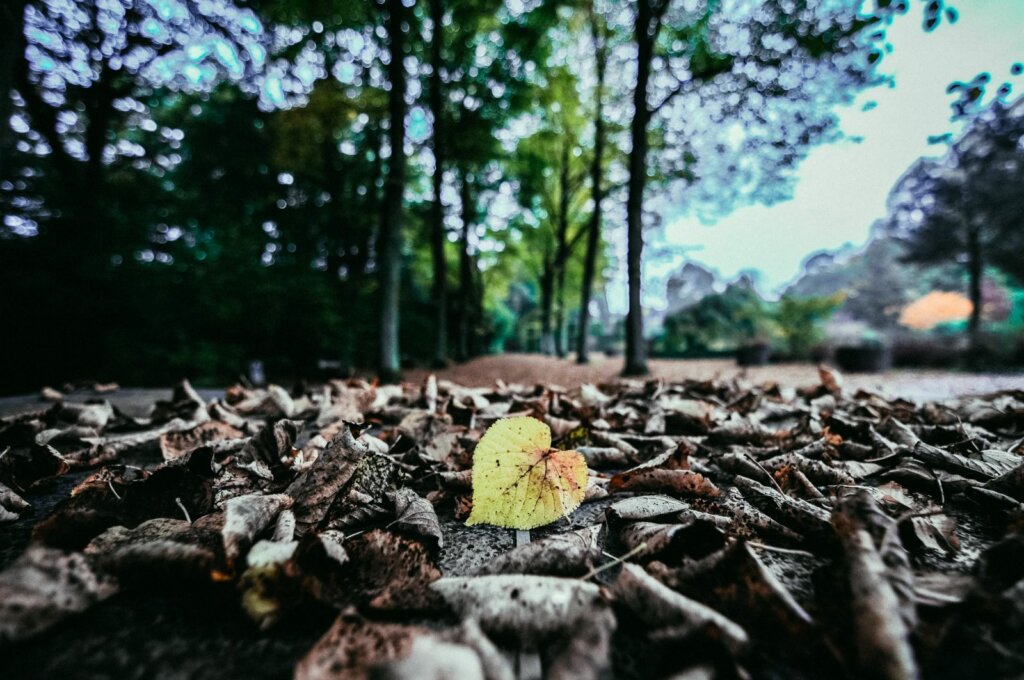 dying leaf