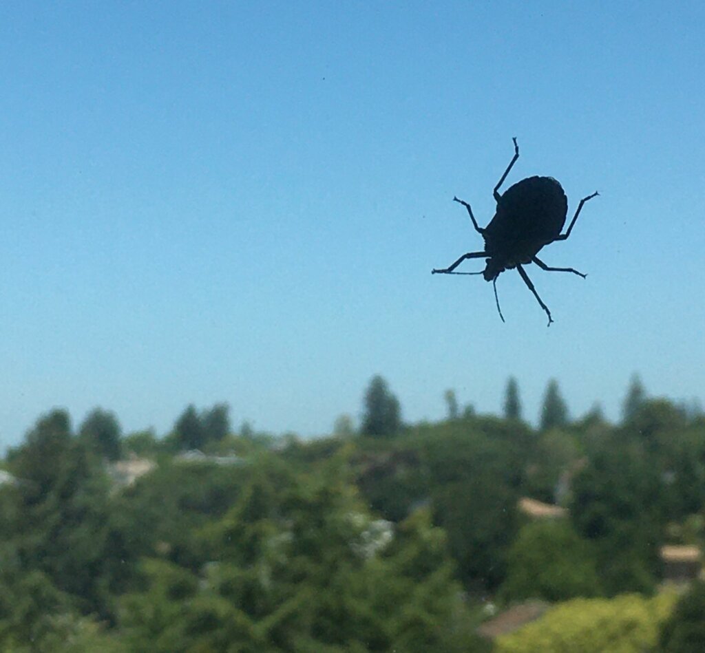 beetle crawling on the window