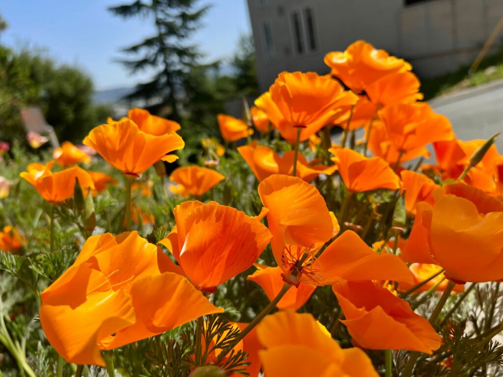 California poppies