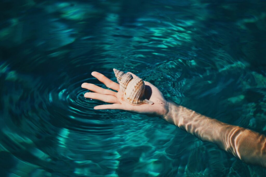 hand holding shells