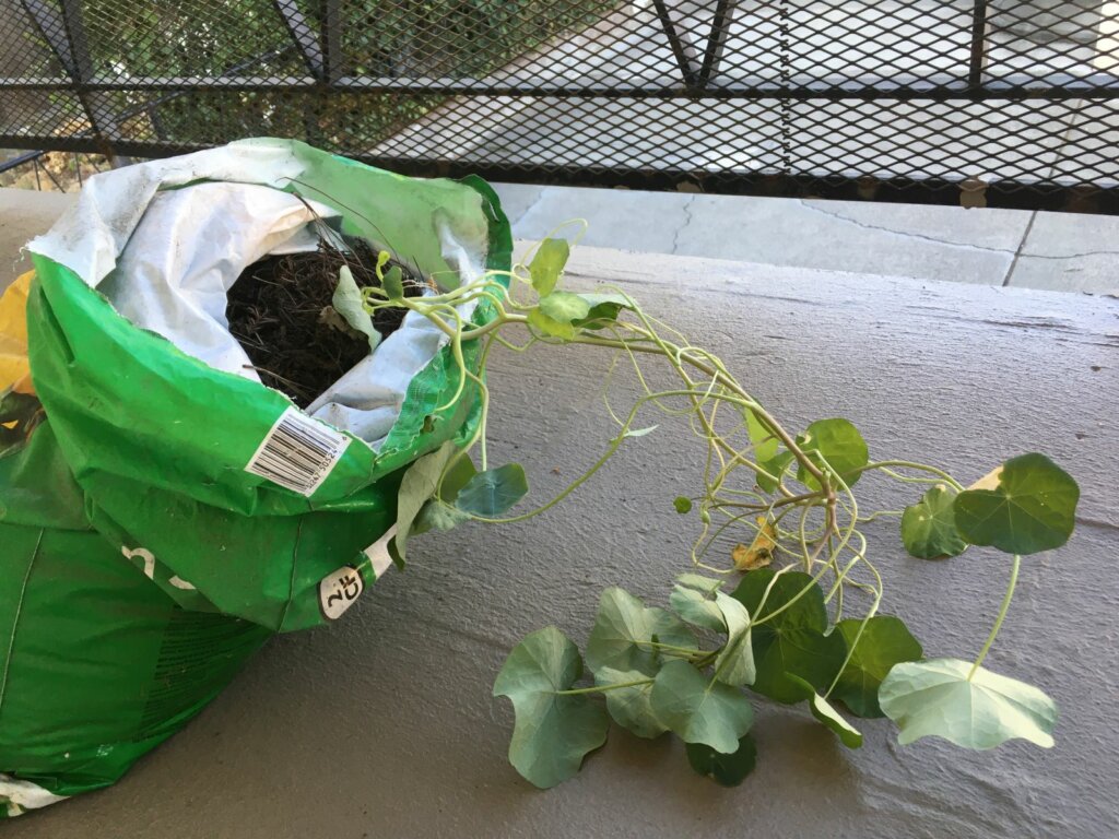 nasturtium vine