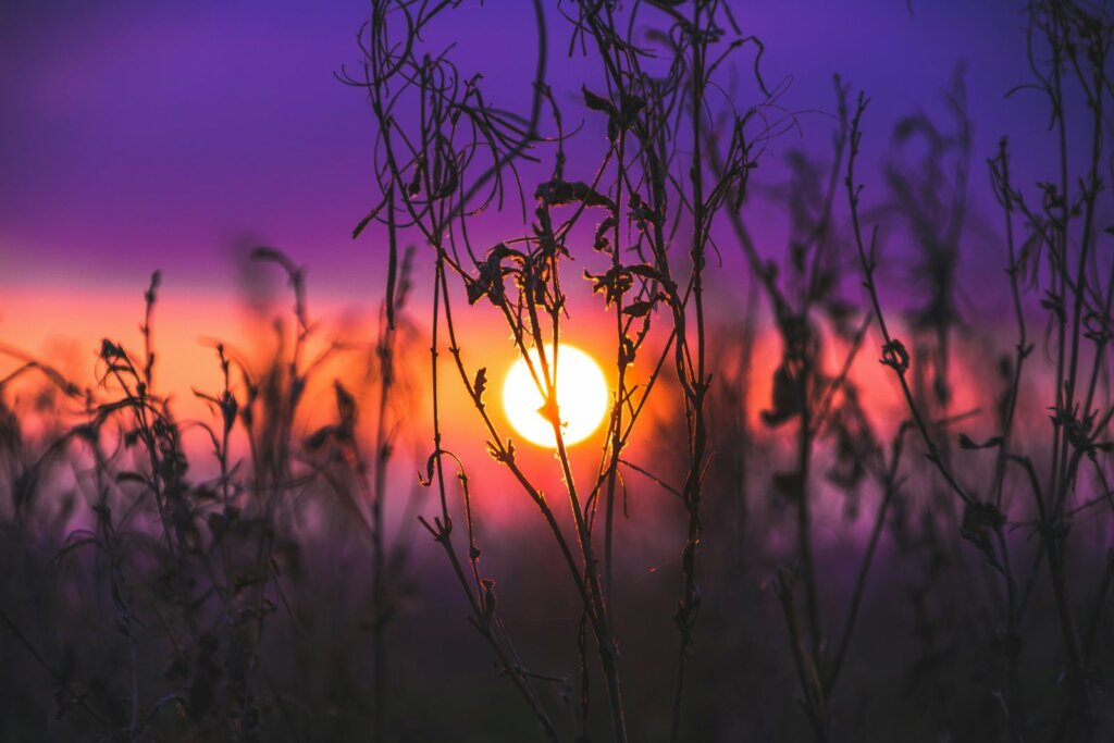 sunset through plants