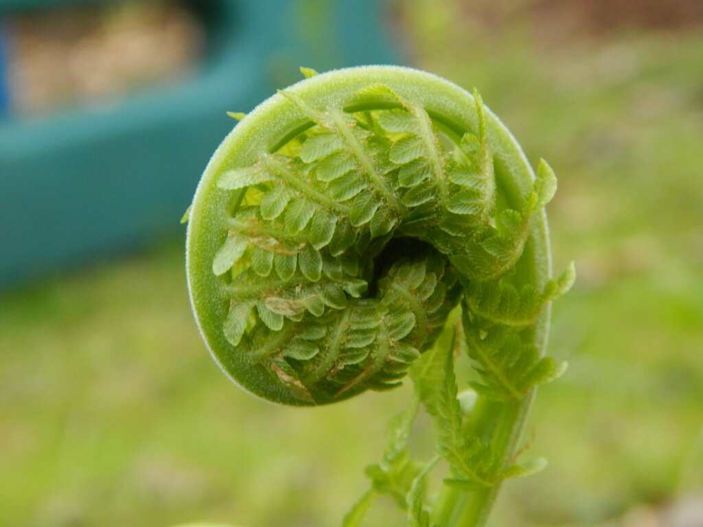 fern unfolding