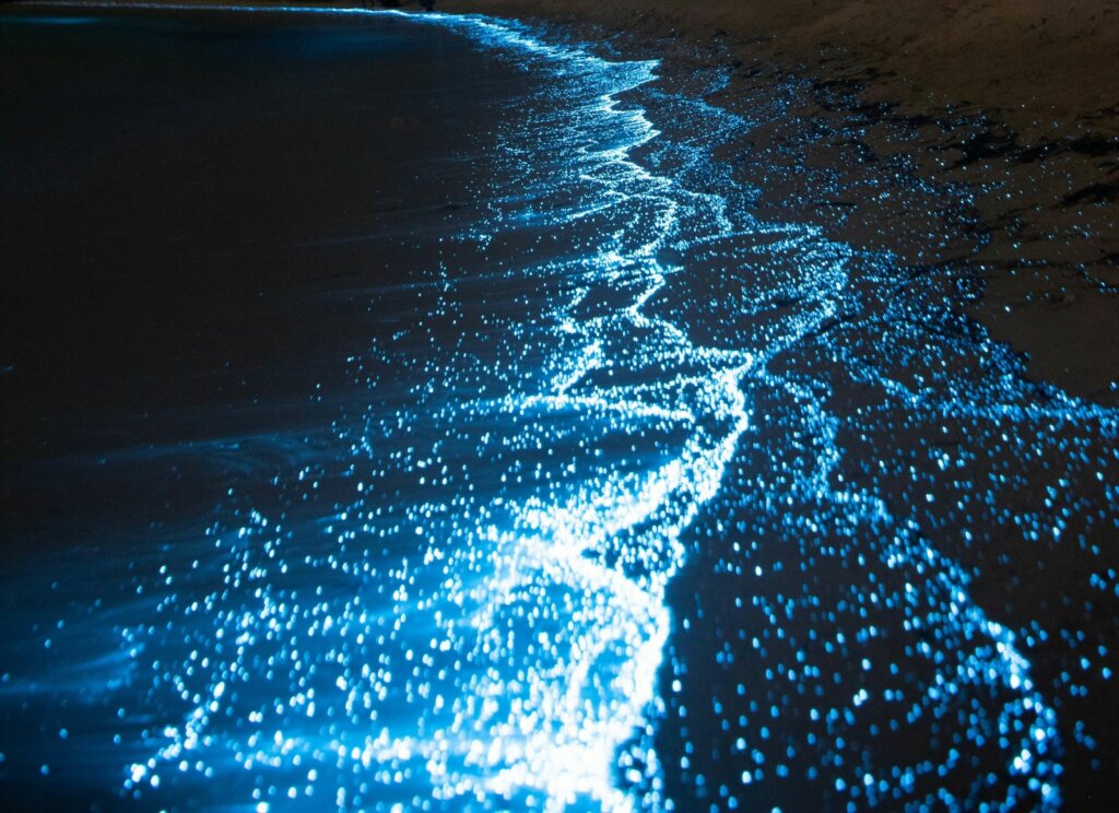 bioluminescence 