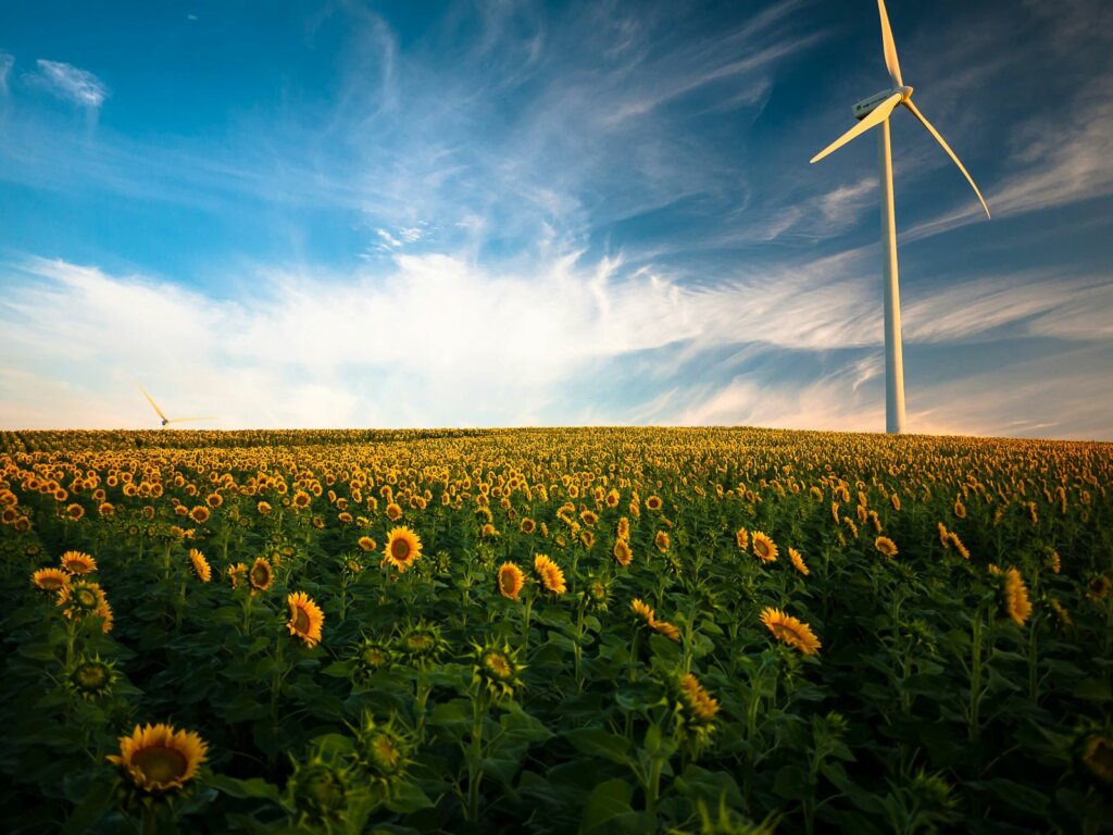 sunflower field -- spirituality blog