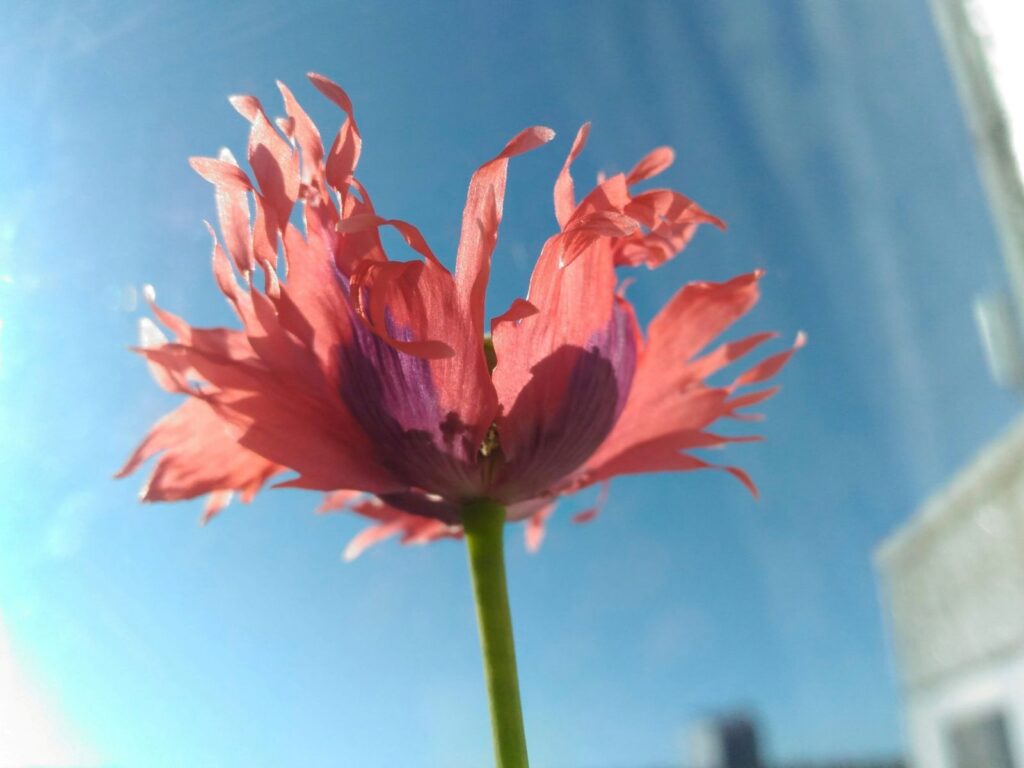 poppy -- spiritual writing