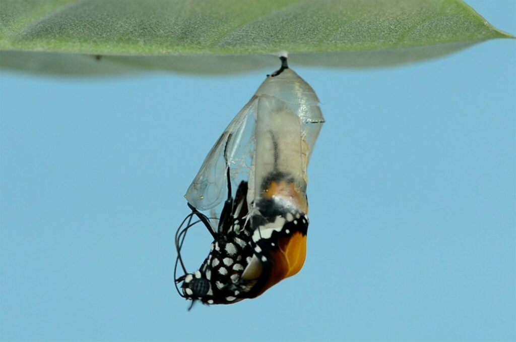 Chrysalis -- spiritual writing