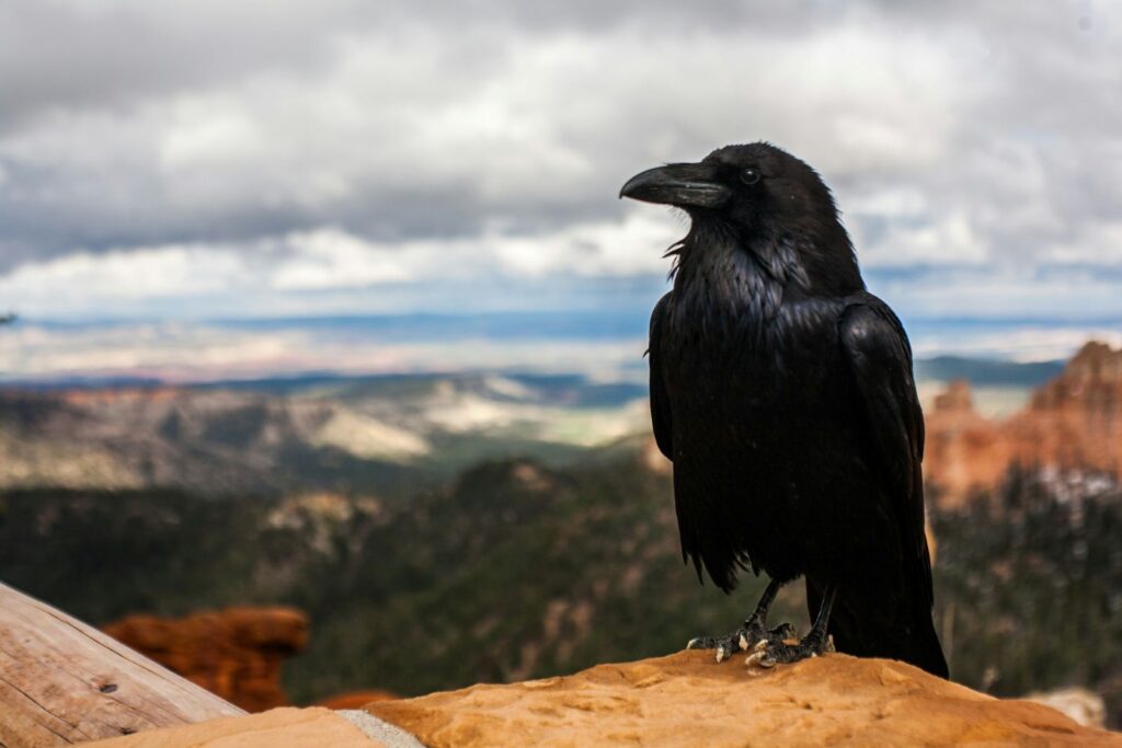 raven spiritual writing