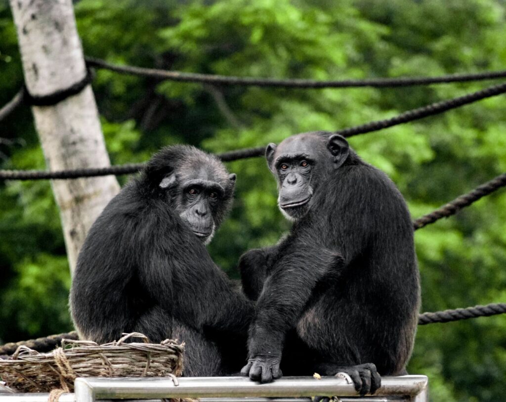 chimpanzees -- spiritual writing