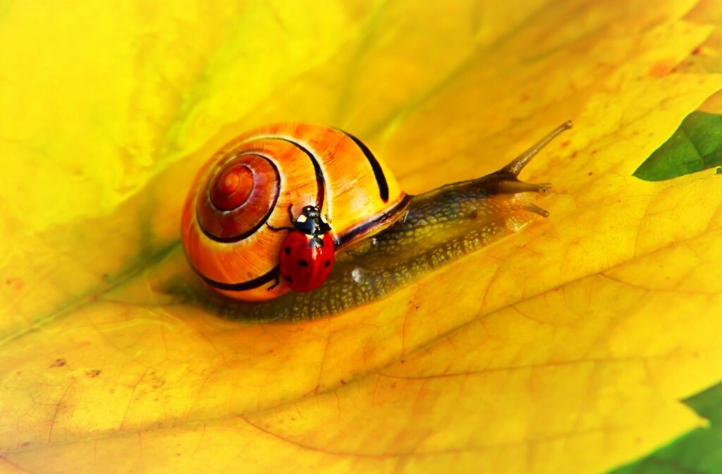 snail, ladybug, spiritual writer