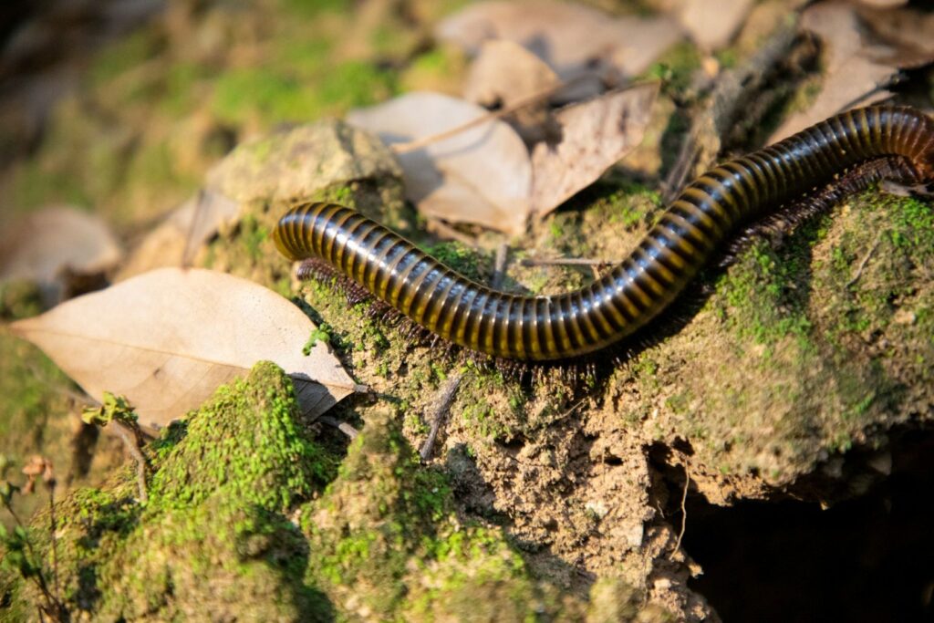 millipede