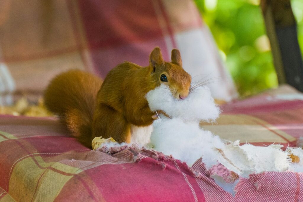 squirrel with stuffing