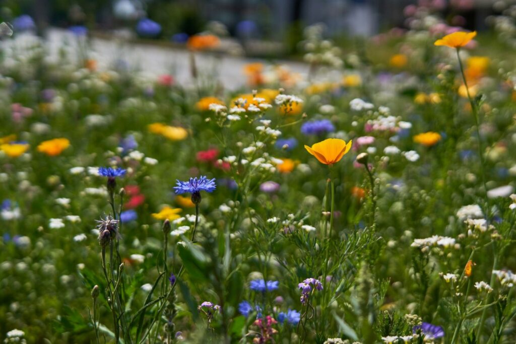 wildflowers