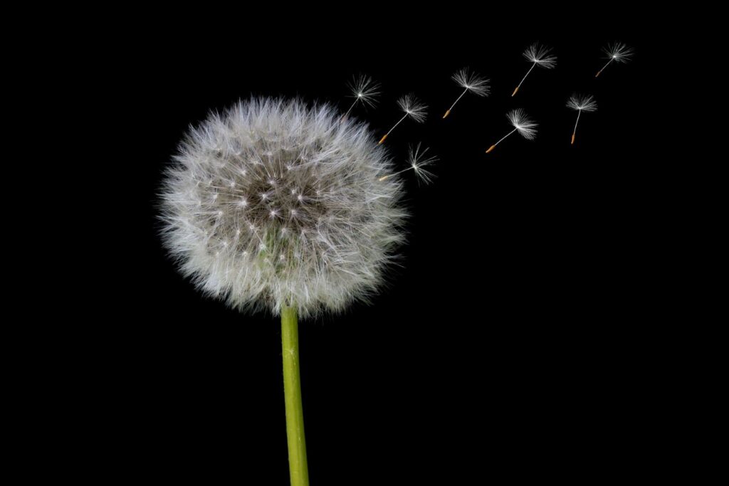 dandelion