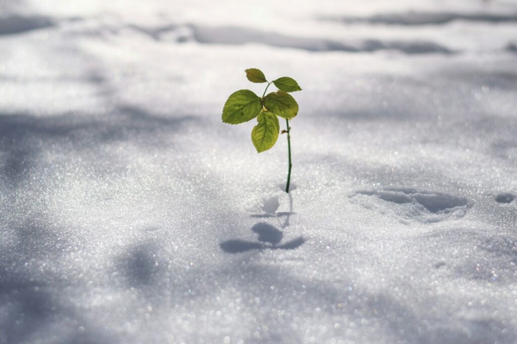 leaf in snow