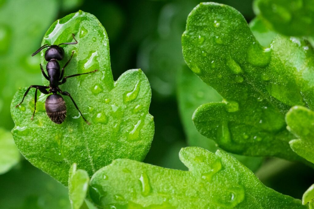 ant on a leaf
