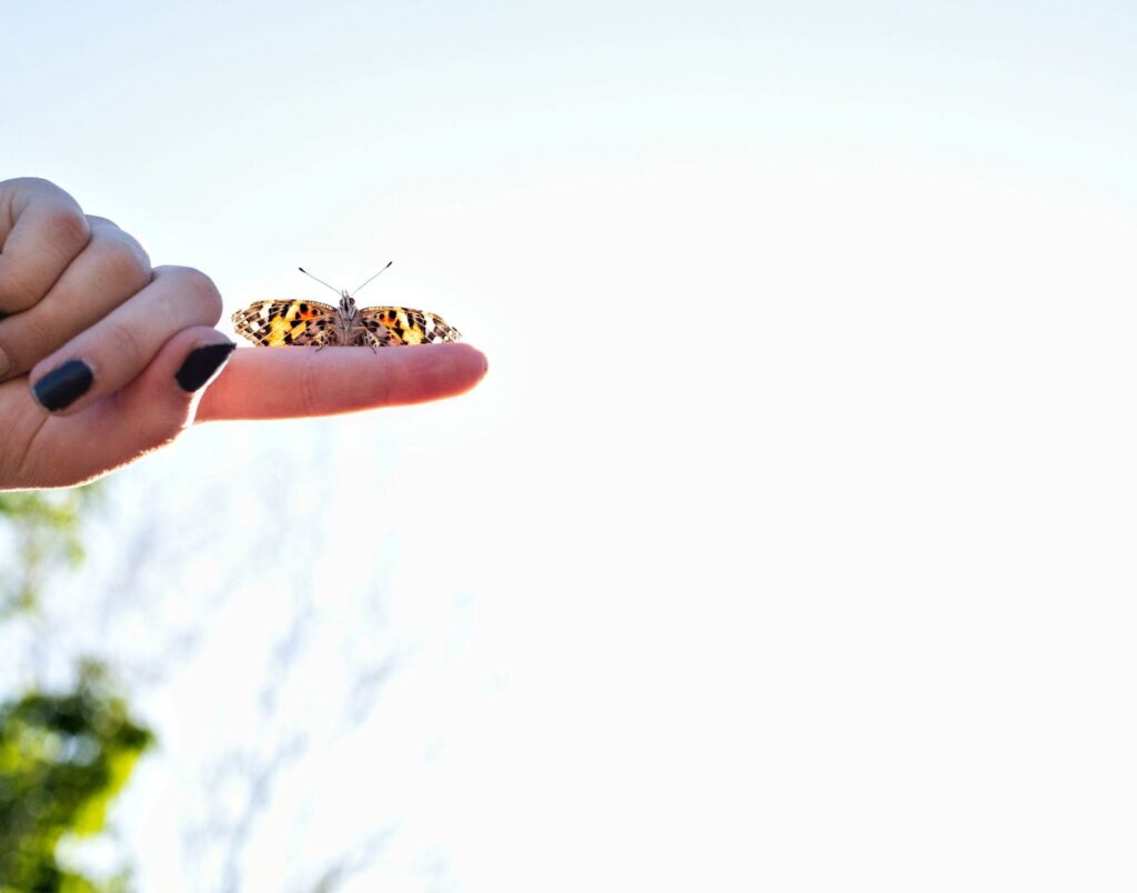 butterfly on finger